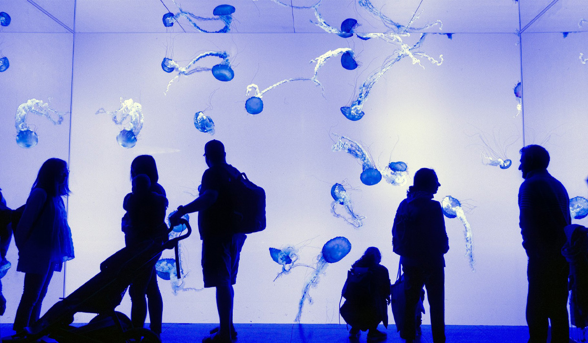 Visitors stand in front of an interactive display wall with blue light and jellyfish projections